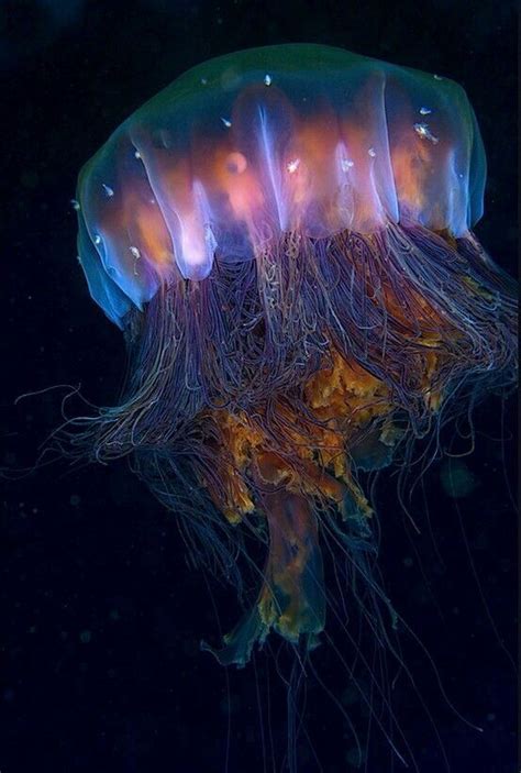 Incredible colors | Bioluminescence | | nature | #Bioluminescence # ...