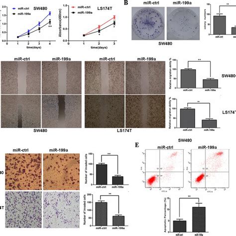 Exogenetic Overexpression Of Mir 199a Inhibits Cell Proliferation