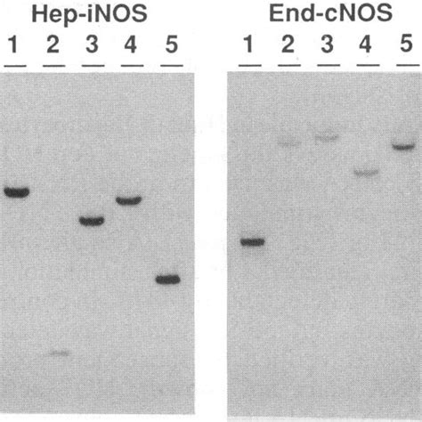 Southern Blot Analysis Of Human Genomic Dna With The Inducible Human