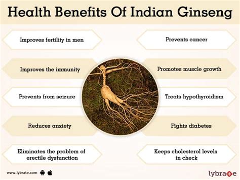 Benefits of Indian Ginseng And Its Side Effects | Lybrate