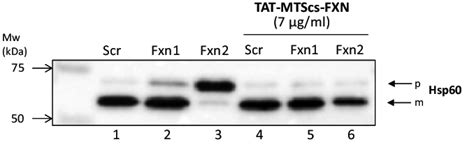 Hsp60 Processing In Frataxin Deficient Neurons Western Blot Detection