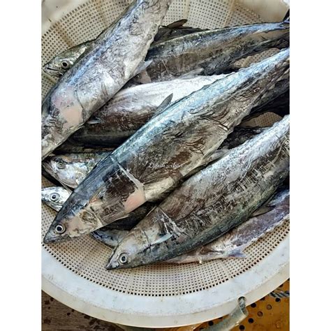 Jual Ikan Tengiri Betina Segar 1Kg Ikan Tenggiri Fresh Segar Dan