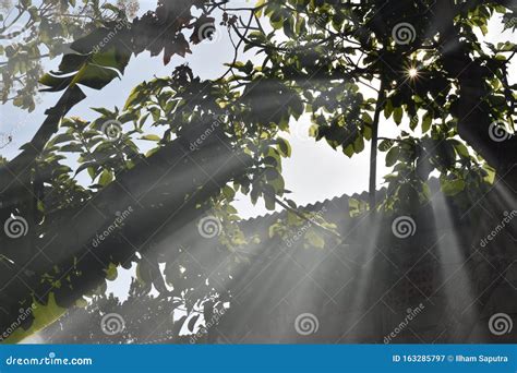 Sun Rays Shining Through Trees Nature Background Stock Image Image