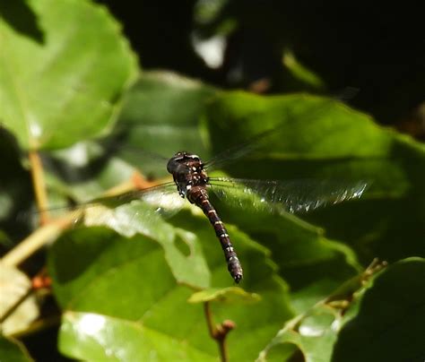 Sigma Darner From Maiala Mount Glorious Rd Mount Glorious Qld