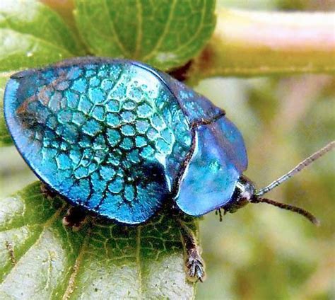 Imperial Tortoise Beetle – Identification, Life Cycle, Facts & Pictures