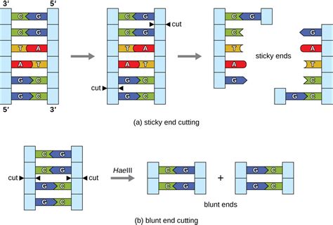 Microbes And The Tools Of Genetic Engineering Microbiology