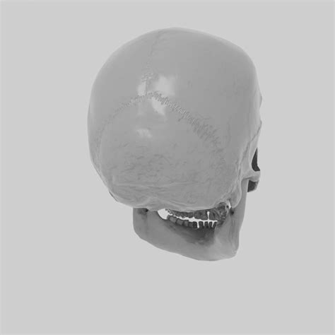 Skull 3d Model 10 Unknown Obj Fbx Blend Free3d