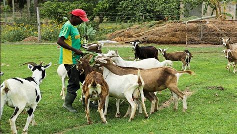 Goat Farming Business Plan In Nigeria Feasibility Study On Goat