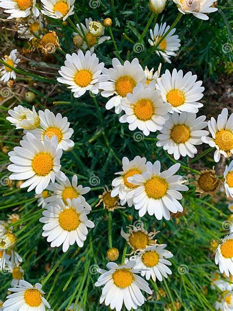 Argyranthemum Frutescens White Paris Daisy Stock Image Image Of