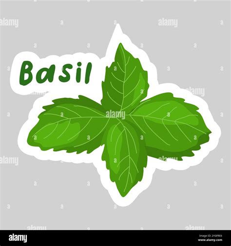 Sticker With Basil Leaves Vector Illustration Stock Vector Image And Art