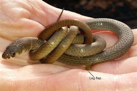 Legless Lizard With Legs