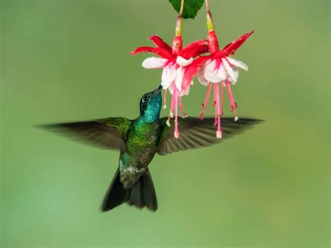 Hummingbirds In Virginia 8 Different Species You Can Find In This State