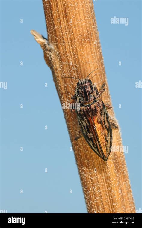 Sculptured Pine Borer Hi Res Stock Photography And Images Alamy