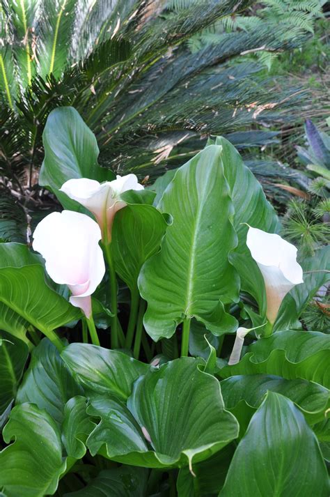 Zantedeschia Aethiopica Arum Lily