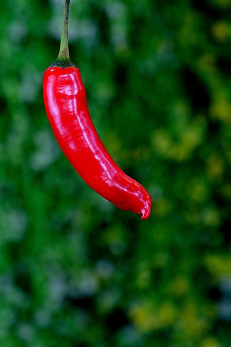 Chilli Spicy Vegetable Red Free Photo On Pixabay