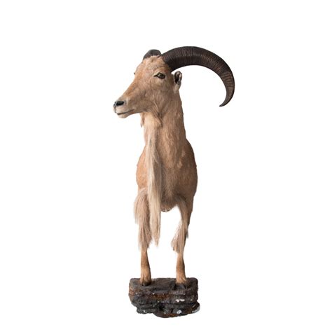 Barbary Sheep (Aoudad) - Taxidermy Mounts for Sale and Taxidermy ...