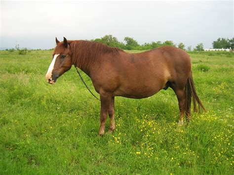 Imagen Gratis Hierba Animal Caballo Prado Animal Doméstico Madera