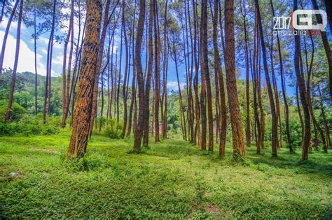 Ledok Ombo Camping Ground Berupa Hutan Pinus Di Desa Wisata