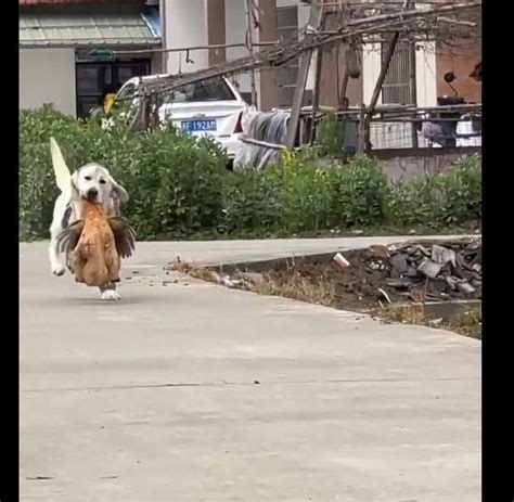 狗子叼着“东西”朝家飞奔而来，男子看清后，心瞬间拔凉拔凉的腾讯新闻