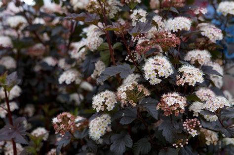 10 Dramatic Plants With Dark Foliage Bbc Gardeners World Magazine