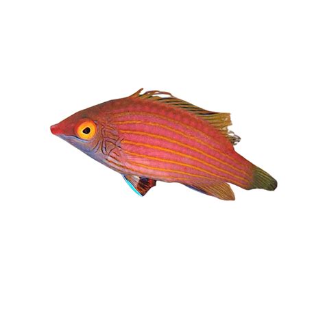Pink Streaked Wrasse Harrys Marine Life