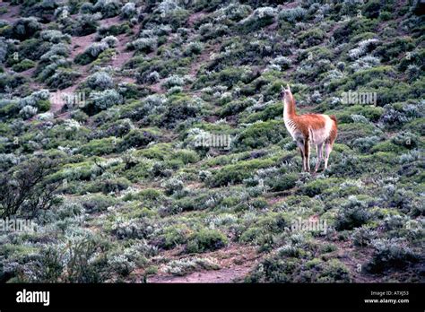 guanaco, torres del paine national park, chile Stock Photo - Alamy