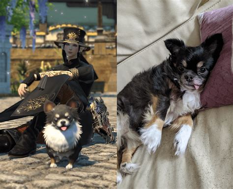 Recently Got Chewy And Now Owe Dogtax Rffxiv