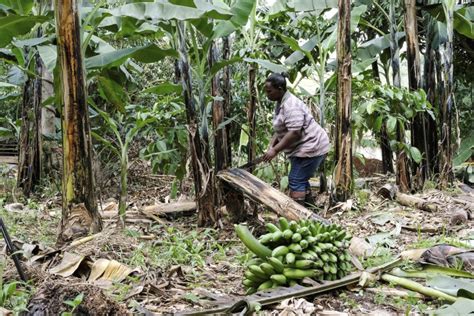 Usaha Uganda Mengubah Serat Pisang Menjadi Kerajinan Ramah Lingkungan