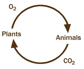 Carbon Oxygen Cycle