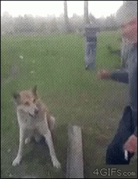 Hi Dog GIF - Hi Dog Wassup - Discover & Share GIFs