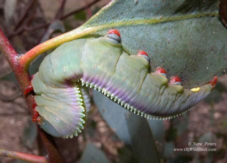 Hylaeora eucalypti