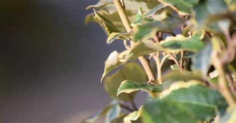 Elaeagnus pungens Maculata Buntlaubige Ölweide Baumschule