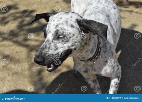 Puntos Negros En Un Perro Blanco De Cunucu Con Los Ojos Destacados Foto