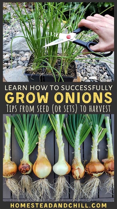 How To Grow Onions From Seed Or Sets To Harvest Homestead And Chill