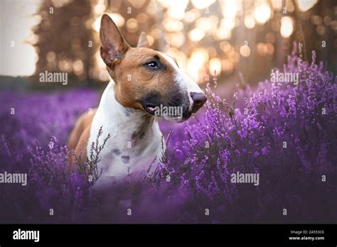 Side View Bull Terrier Standing Hi Res Stock Photography And Images Alamy