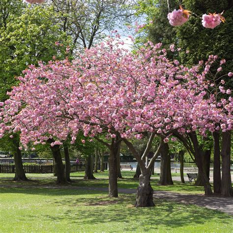accolade pink cherry blossom tree roots plants