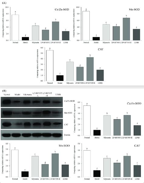 The Cu Zn Superoxide Dismutase SOD Mn SOD And Catalase CAT MRNA