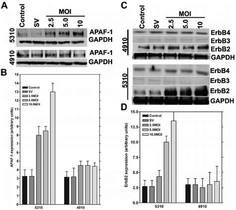 Downregulation Of Mmp 2 Causes The Up Regulation Of Apaf 1 And Erbb 2