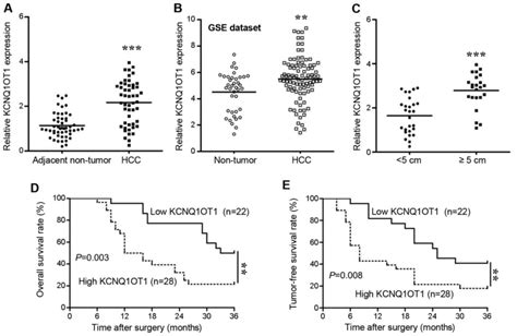 Long Non Coding Rna Kcnq Ot Mediates The Growth Of Hepatocellular