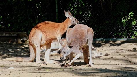 The Red Kangaroo Macropus Rufus Is The Largest Of All Kangaroos Stock