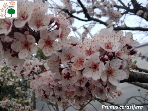 Prunus Cerasifera Asvinor