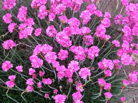 Armeria Maritima Armeria Maritima Flower Database