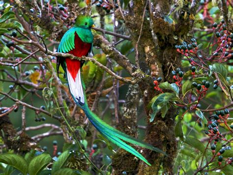 Découverte Du Resplendissant Quetzal