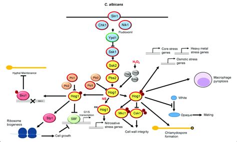 The Hog1 Sapk Pathway In Candida Albicans Both The Signaling Download Scientific Diagram