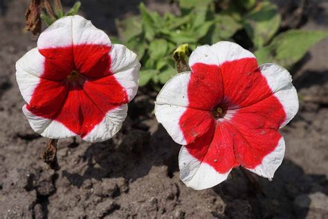 17 Of The Best Red Petunias For Your Garden Gardeners Path