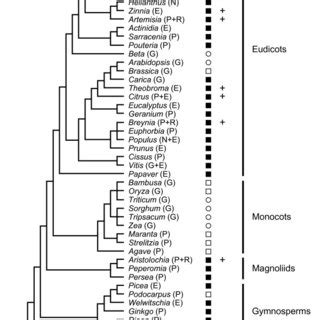 Distribution Of Mitochondrial Rpl Like Sequences In Streptophytes