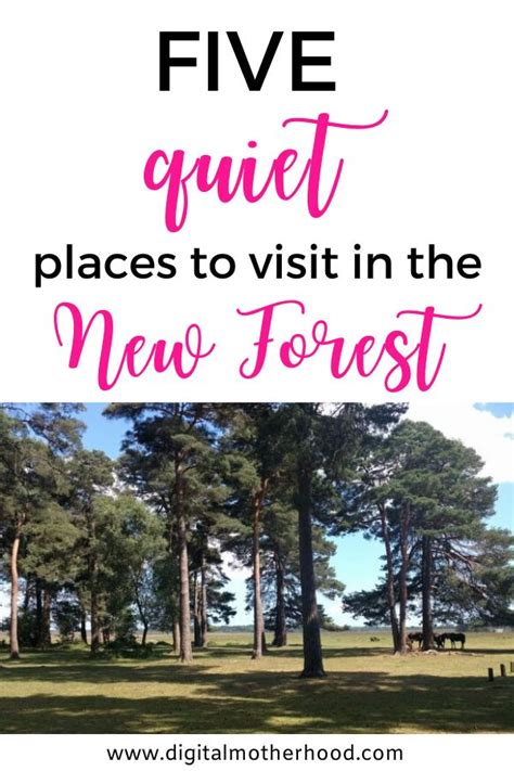 Top Five Quiet Places To Visit In The New Forest