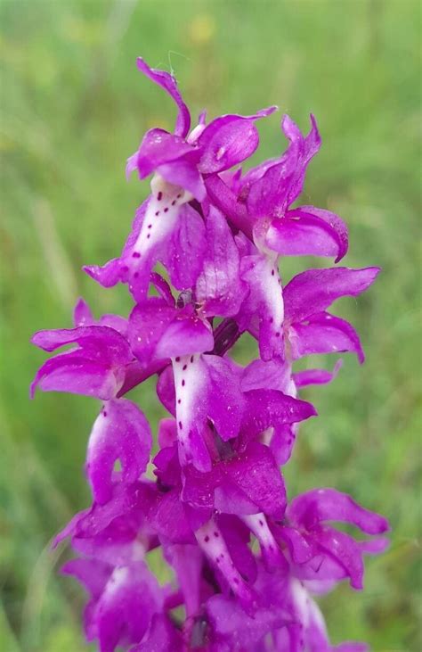 Orchis Mascula L L Early Purple Orchid World Flora Pl Ntnet