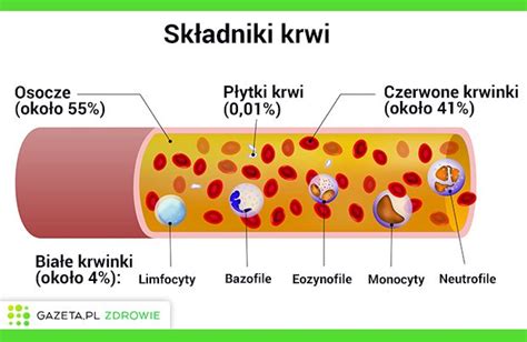 Składniki Krwi I Ich Funkcje