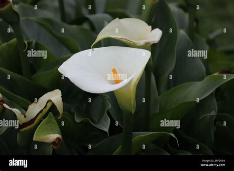 Most Beautiful Flowers Stock Photo Alamy